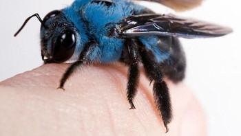 Lebah Biru Foto: Boredpanda