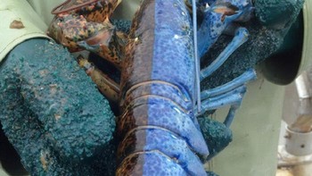 Lobster dengan warna terbelah ini menunjukkan kondisi yang disebut gynandromorphy, yang berarti ia setengah jantan dan setengah betina. Dalam hal ini, sisi biru adalah sisi perempuan, dan sisi coklat adalah sisi laki-laki. Foto: Boredpanda