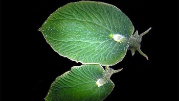 Siput Laut Berwujud Daun Ini Bisa Bertahan Selama 9 Bulan Tanpa Makan, Karena Bisa Fotosintesis Seperti Tumbuhan Saat Berjemur di Bawah Sinar Matahari Foto: Boredpanda