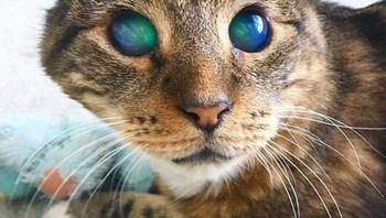 Kucing Buta Ini Memiliki Mata yang Menakjubkan. Foto: Boredpanda
