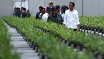 Momen Jokowi Tinjau Bibit Pohon untuk Hijaukan IKN