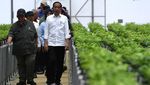 Momen Jokowi Tinjau Bibit Pohon untuk Hijaukan IKN