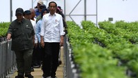 Saat ini, kata Jokowi, Persemaian Mentawir memproduksi bibit pohon tabebuya, pohon sengon, hingga pohon salam.  