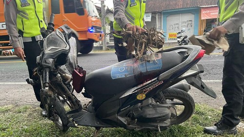 Kecelakaan di Jalan Raya Denpasar-Gilimanuk tepatnya di Lingkungan Bilukpoh Kelurahan Tegalcangkring, Kecamatan Mendoyo, Kabupaten Jembrana, Kamis (21/9/2023). (dok. Polres Jembrana)