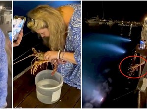 Pesan Lobster Rp 3,3 Juta, Pelanggan Ini Malah Melepaskannya ke Laut
