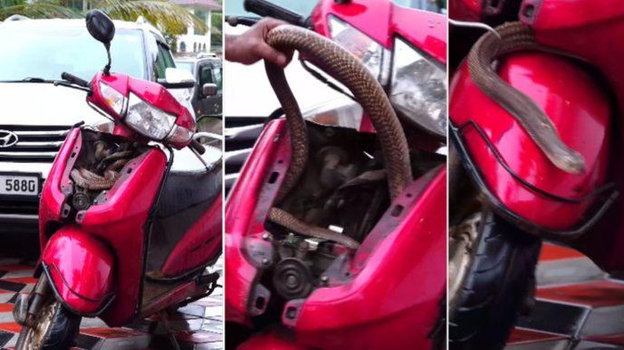 Motor matic jadi sarang ular king cobra