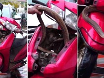 Serem! Motor Matic Jadi Sarang Ular King Cobra