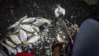 Seorang warga membersihkan ikan sebelum menjualnya di Desa Tanah Kuning. Rencananya KIPI akan menggandakan luas kawasan menjadi sekitar 30.000 hektar, menjadikannya salah satu kawasan industri terbesar di dunia.