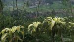 Seindah Ini Sunrise di Bukit Pamoyanan, Subang