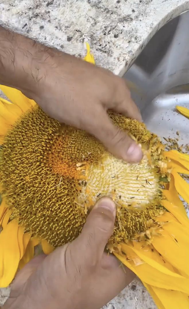 Selain Bijinya, Netizen Buktikan Bunga Matahari Juga Enak Dimakan