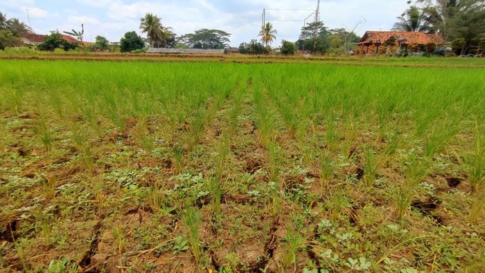 Tanaman padi di lahan sawah di Ciamis yang mengalami kekeringan akibat kemarau.