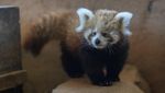 Bayi Panda Merah Langka Lahir di Yunani, Gemas Banget