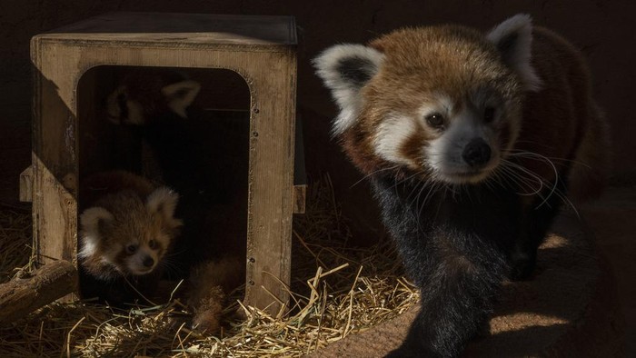 A baby red panda looks on inside the Attica Zoological Park in Spata, near Athens, on Wednesday, Sept. 20, 2023. The red Panda who was born in the zoo two months ago is not yet been named. The red panda (Ailurus fulgens), also known as the lesser panda, is a small mammal native to the eastern Himalayas and southwestern China.(AP Photo/Petros Giannakouris)