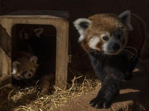 Sedih! Bayi Panda Ini Mati Usai Stres Akibat Ledakan Kembang Api