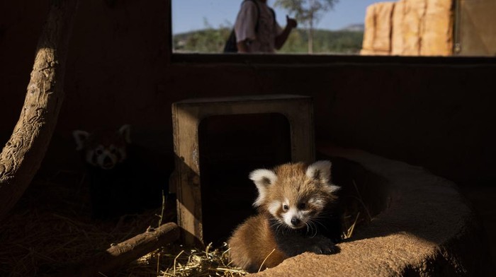 Bayi Panda Merah Langka Lahir di Yunani, Gemas Banget A baby red panda looks on inside the Attica Zoological Park in Spata, near Athens, on Wednesday, Sept. 20, 2023. The red Panda who was born in the zoo two months ago is not yet been named. The red panda (Ailurus fulgens), also known as the lesser panda, is a small mammal native to the eastern Himalayas and southwestern China.(AP Photo/Petros Giannakouris)