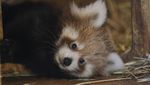 Bayi Panda Merah Langka Lahir di Yunani, Gemas Banget