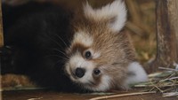 Persatuan Internasional untuk Konservasi Alam mengatakan panda merah menghadapi risiko kepunahan yang sangat tinggi akibat hilangnya habitat.  