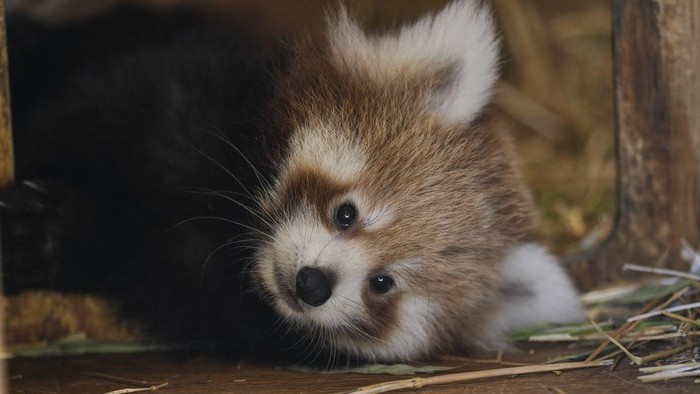A baby red panda looks on inside the Attica Zoological Park in Spata, near Athens, on Wednesday, Sept. 20, 2023. The red Panda who was born in the zoo two months ago is not yet been named. The red panda (Ailurus fulgens), also known as the lesser panda, is a small mammal native to the eastern Himalayas and southwestern China.(AP Photo/Petros Giannakouris)