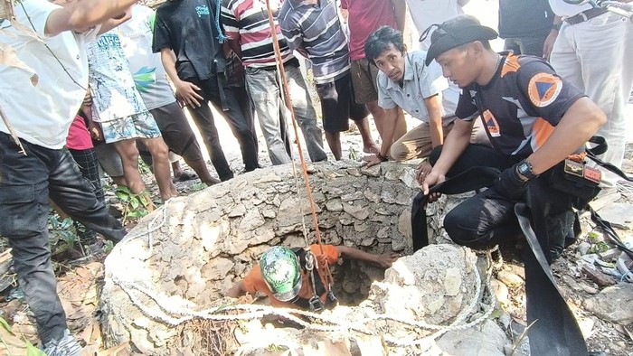 Seekor sapi terjatuh ke dalam sumur sedalam 10 meter di Kabupaten Bone, Sulawesi Selatan (Sulsel).