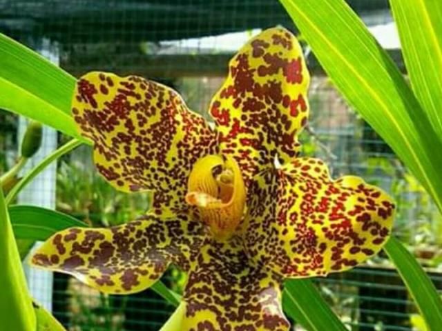 Bunga Anggrek Anggrek tebu.