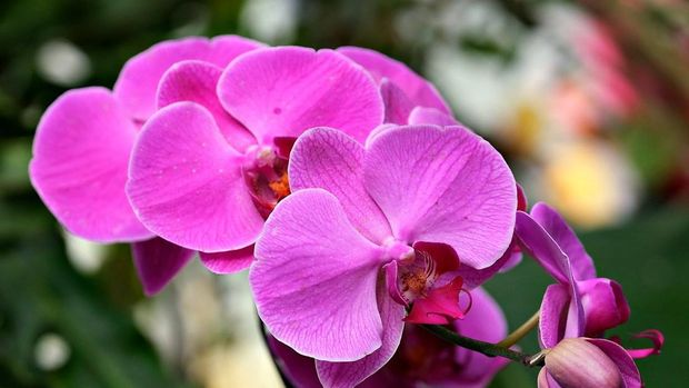 Bunga Anggrek Anggrek bulan kalbar.