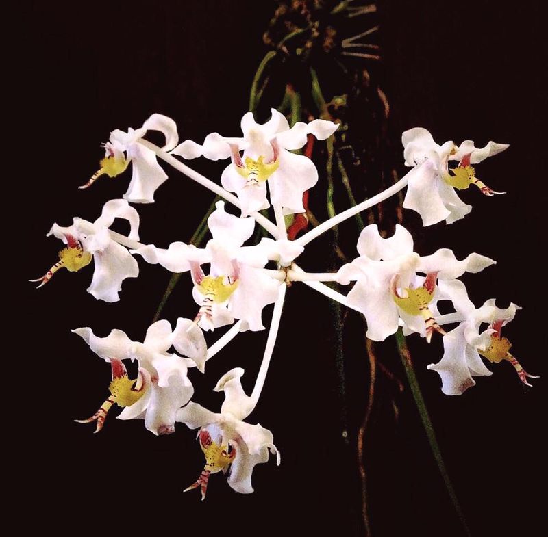 Bunga Anggrek Anggrek bulan kalbar.