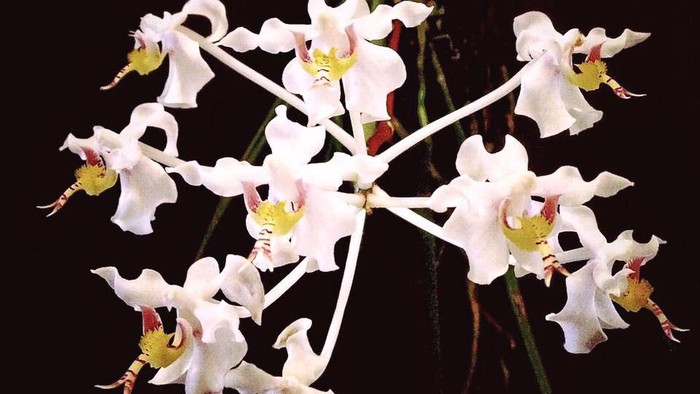 Anggrek bulan kalbar.