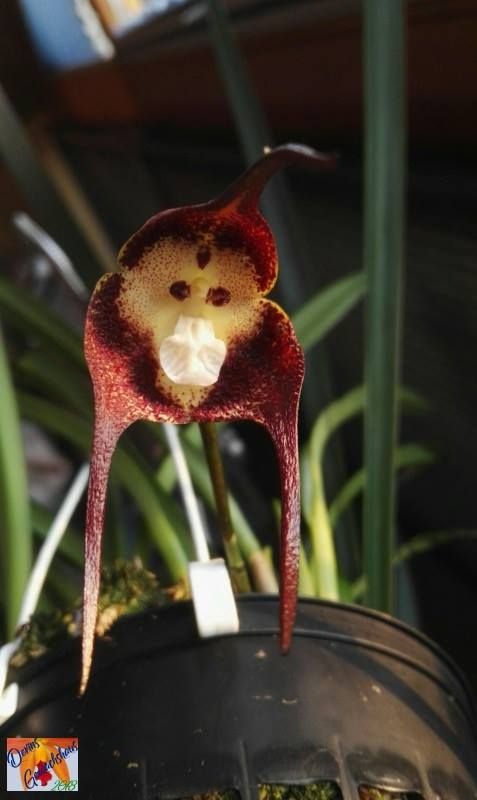 Bunga Anggrek Anggrek monyet.