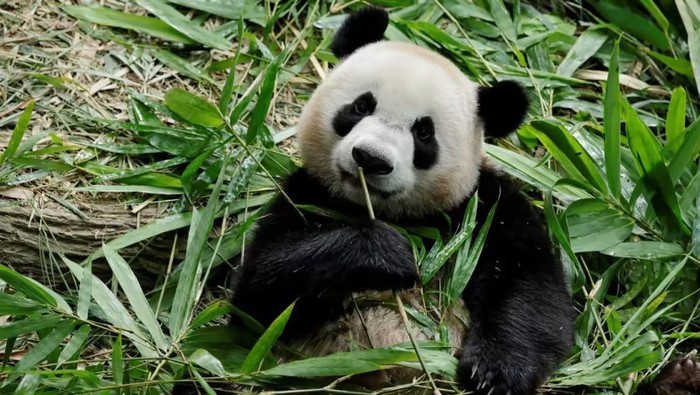 Giant Panda, Le Le