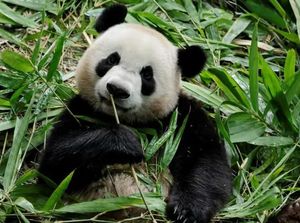 Panda Le Le di Singapura Siap-siap Pulang Kampung