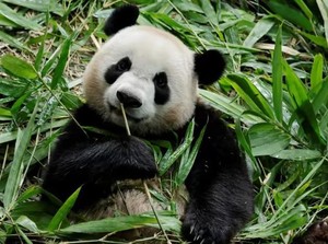 Zai Jian! Giant Panda Le Le akan Kembali ke China