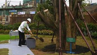Dalam kunjungannya Jokowi juga ikut menanam pohon beringin di kawasan Istana Negara IKN.  