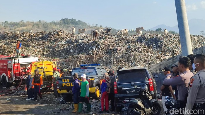 Potret sapi milik peternak di area TPA Jatibarang, Semarang, Jumat (22/9/2023).