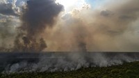 Angin kencang membuat api cepat merembet membakar pohon dan semak di hutan tersebut.  