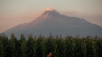 Warga tengah berkebun dengan latar belakang Gunung Merapi.  