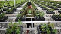 Pekerja merawat bibit tanaman di Persemaian Mentawir, Penajam Paser Utara, Kalimantan Timur, Kamis (21/9/2023). 