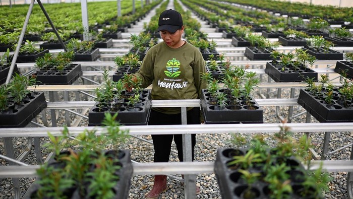 Pekerja merawat bibit tanaman di Persemaian Mentawir, Penajam Paser Utara, Kalimantan Timur, Kamis (21/9/2023). Persemaian Mentawir merupakan tempat pembibitan 38 jenis bibit tanaman yang nantinya akan dimanfaatkan untuk menghijaukan Ibu Kota Nusantara (IKN). ANTARA FOTO/Sigid Kurniawan/rwa.