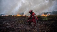Petugas dari Manggala Agni Daops Banyuasin terus berjuang memadamkan kebakaran hutan dan lahan. 
