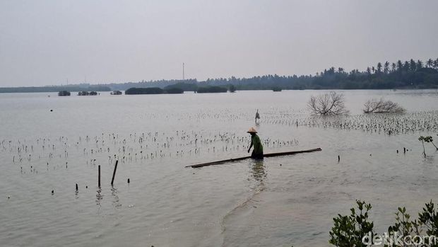 Penanaman mangrove oleh Paragonian di pesisir Tangerang, Minggu (17/9/2023).