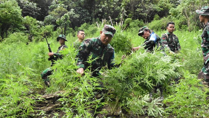 Personel Kodam I/BB memusnahkan ganja di Madina. (Foto: Dok. Pendam I/BB)