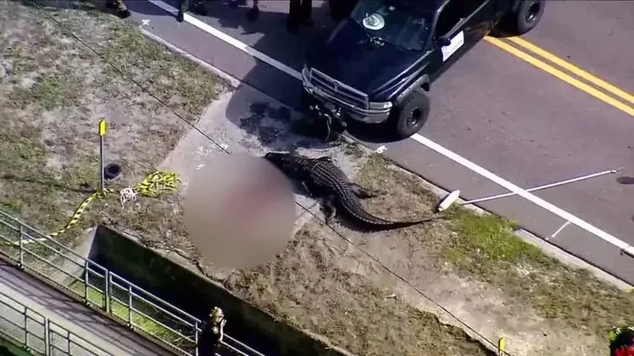 Aligator