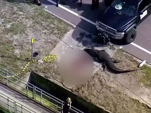 Aligator 3 Meter Bawa Jasad Manusia Berkeliaran di Jalan Bikin Geger