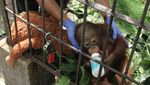 Potret Bayi Orangutan Hasil Tangkap Penyelundupan