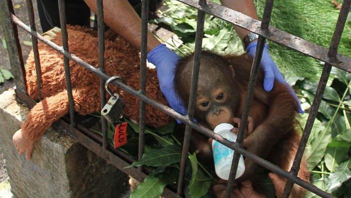 BKSDA Kalteng terima bayi orangutan hasil tangkap penyelundupan Petugas meletakkan bayi orangutan Kalimantan subspecies Wurmbii (Pongo Pygmaeus Wurmbii) di kandang transit Kantor Balai Konservasi Sumber Daya Alam (BKSDA) Kalimantan Tengah, Palangka Raya, Jumat (22/9/2023). Balai Besar KSDA Kalimantan Tengah menerima satu ekor bayi orangutan dari Balai Besar KSDA Jawa Timur yang merupakan hasil penangkapan penyelundupan dari Pelabuhan Trisakti Banjarmasin ke Pelabuhan Tanjung Perak Surabaya yang selanjutnya akan direhabilitasi sebelum dilepasliarkan ke habitatnya. ANTARA FOTO/Auliya Rahman/rwa.