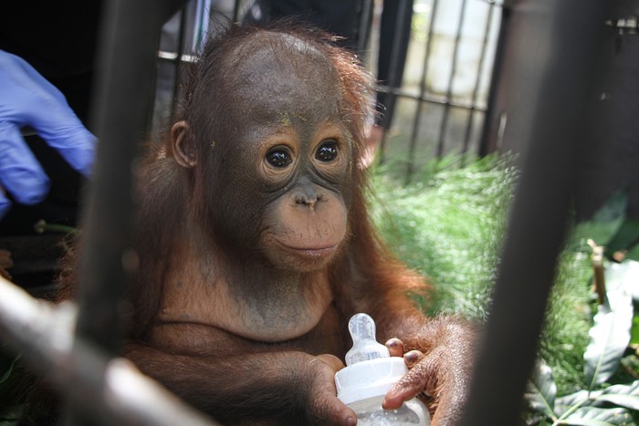 Petugas meletakkan bayi orangutan Kalimantan subspecies Wurmbii (Pongo Pygmaeus Wurmbii) di kandang transit Kantor Balai Konservasi Sumber Daya Alam (BKSDA) Kalimantan Tengah, Palangka Raya, Jumat (22/9/2023). Balai Besar KSDA Kalimantan Tengah menerima satu ekor bayi orangutan dari Balai Besar KSDA Jawa Timur yang merupakan hasil penangkapan penyelundupan dari Pelabuhan Trisakti Banjarmasin ke Pelabuhan Tanjung Perak Surabaya yang selanjutnya akan direhabilitasi sebelum dilepasliarkan ke habitatnya. ANTARA FOTO/Auliya Rahman/rwa.