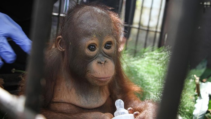 BKSDA Kalteng terima bayi orangutan hasil tangkap penyelundupan Petugas meletakkan bayi orangutan Kalimantan subspecies Wurmbii (Pongo Pygmaeus Wurmbii) di kandang transit Kantor Balai Konservasi Sumber Daya Alam (BKSDA) Kalimantan Tengah, Palangka Raya, Jumat (22/9/2023). Balai Besar KSDA Kalimantan Tengah menerima satu ekor bayi orangutan dari Balai Besar KSDA Jawa Timur yang merupakan hasil penangkapan penyelundupan dari Pelabuhan Trisakti Banjarmasin ke Pelabuhan Tanjung Perak Surabaya yang selanjutnya akan direhabilitasi sebelum dilepasliarkan ke habitatnya. ANTARA FOTO/Auliya Rahman/rwa.