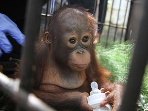 Menteri LHK Ungkap 64 Ribu Satwa Kunci Lahir di 2023: Badak Jawa-Orang Utan