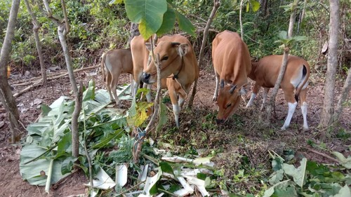 Empat sapi warga Jembrana yang sempat hilang selama empat hari akhirnya ditemukan pada Sabtu (23/9/2023). (Dok. Polres Jembrana)