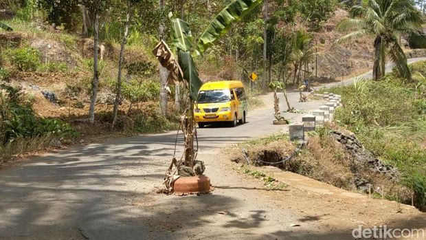Jalan rusak di Trenggalek ditanami pisang