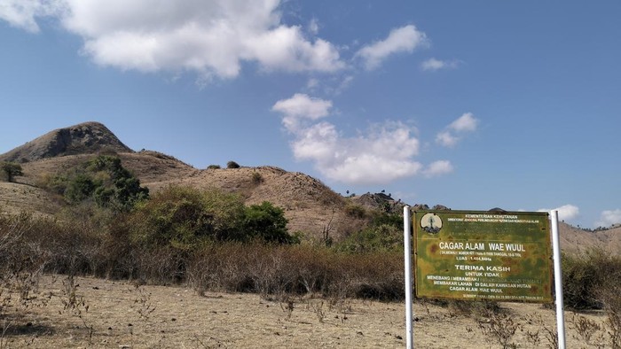 Kawasan Cagar Alam Wae Wuul, tempat pelepasliaran enam komodo hasil perkembangbiakan di Taman Safari Indonesia Cisarua Bogor. (Ambrosius Ardin/detikBali)